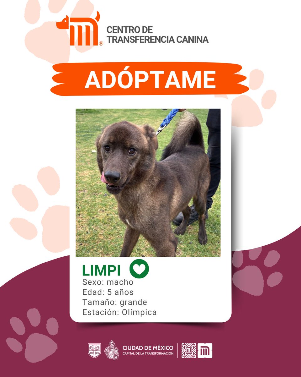 ¡Mira, te presentamos a Limpi! 🤎🐾
Es un lomito de 5 años, fue rescato de las vías de la estación Olímpica de la Línea B del <a href="/MetroCDMX/">MetroCDMX</a>.
 
¿Te animas a adoptarlo?... 
Haz clic aquí 👉 bit.ly/41Z16Cd #AdoptaMetro #AdoptaNoCompres 🐶🏡