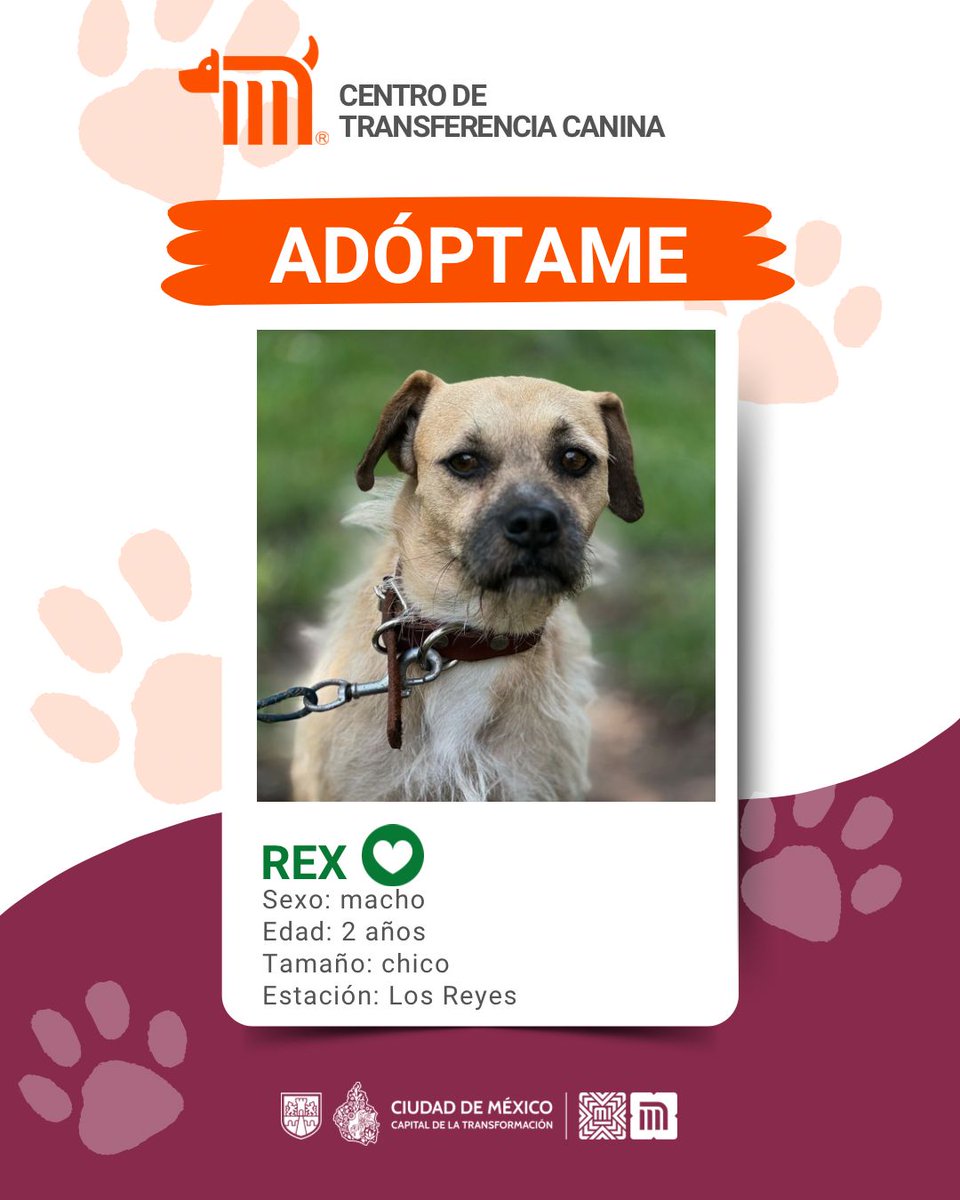 ¿Quieres conocer a Rex? 🐶
 Es uno de los perritos que espera ser adoptado en el #CTCDelMetro. Es un macho muy cariñoso y tiene 2 años. Si deseas darle la oportunidad para que forme parte de tu familia consulta: bit.ly/41Z16Cd #AdoptaMetro #AUnMetroDeSuHogar 🏡 🐾