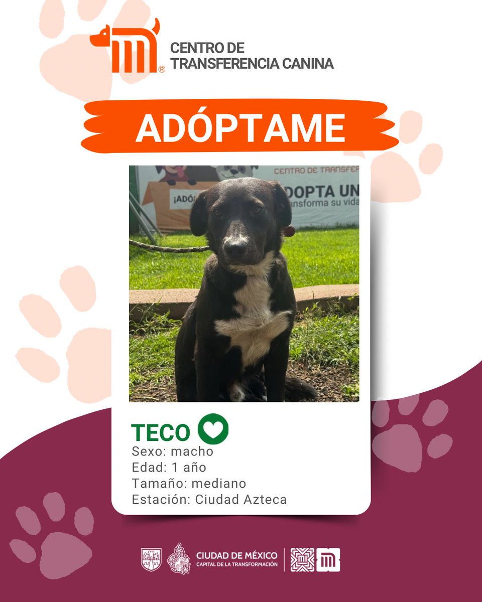¡El es Teco!  🐶💕
Tiene 1 años, es cariñoso, tranquilo y lleno de energía para compartir con su nueva familia. ¿Te animas a darle una segunda oportunidad? 

Si estás interesado en adoptarlo, consulta los detalles en: bit.ly/41Z16Cd #AdoptaMetro
