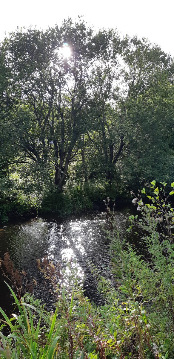 11mwc's tweet image. Late afternoon sun on the Gala Water.