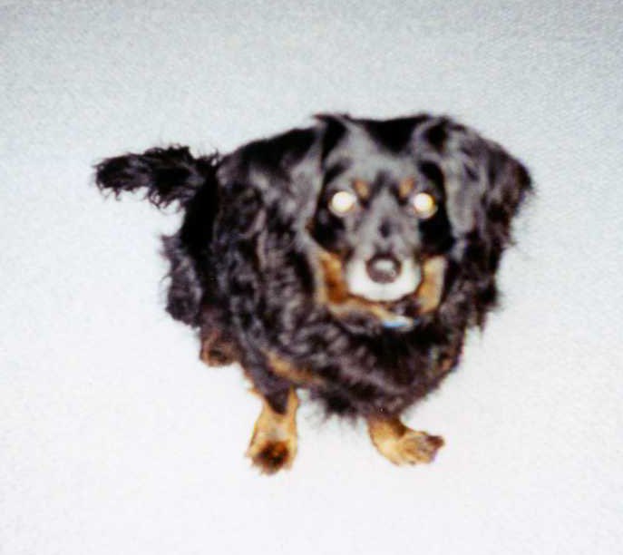 First I want to thank everyone for your suppot and donations. Dexter has had his second chemotherapy treatment and so far is tolerating the cancer drugs without some of the side effects. He's is good hands and caring oncologists, and we're grateful. x.com/intent/tweet?l…