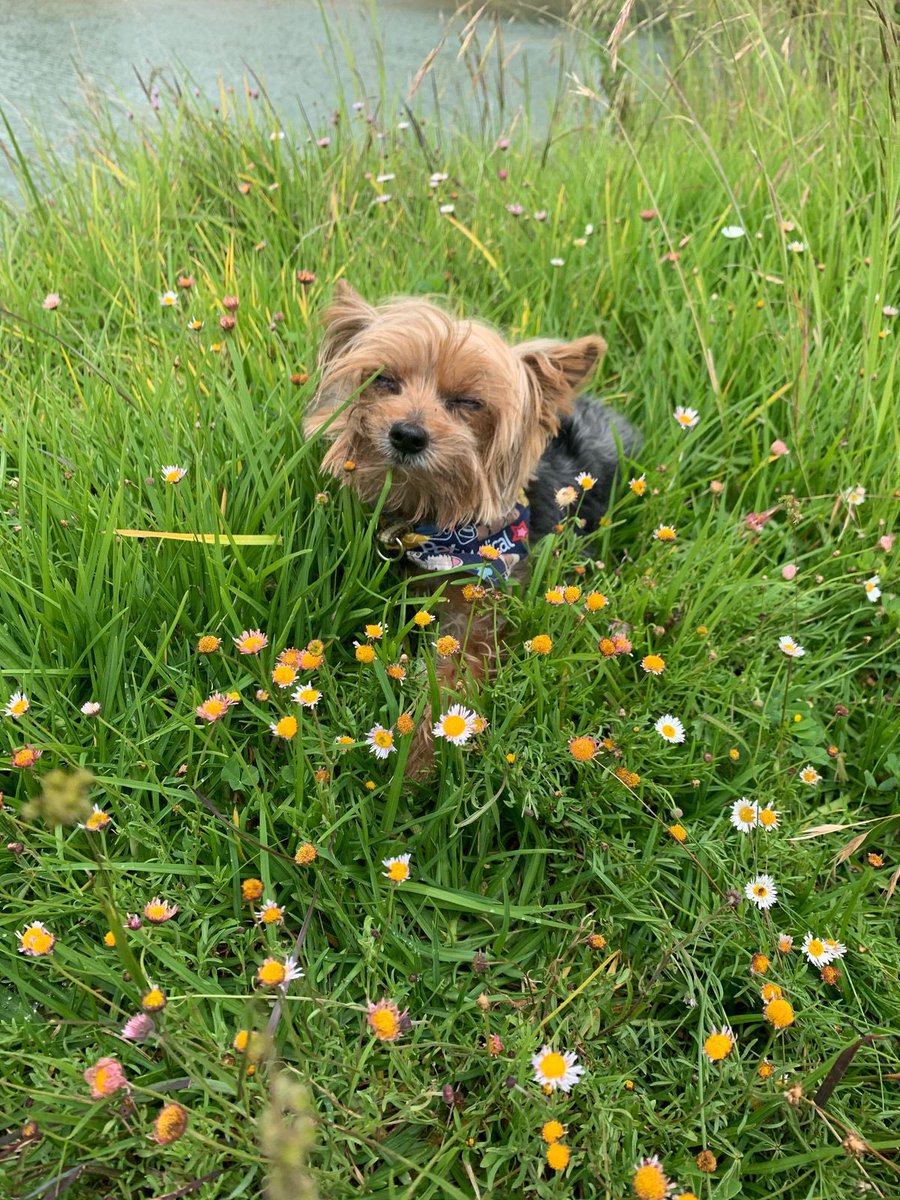 Michel Zermeño tweet media