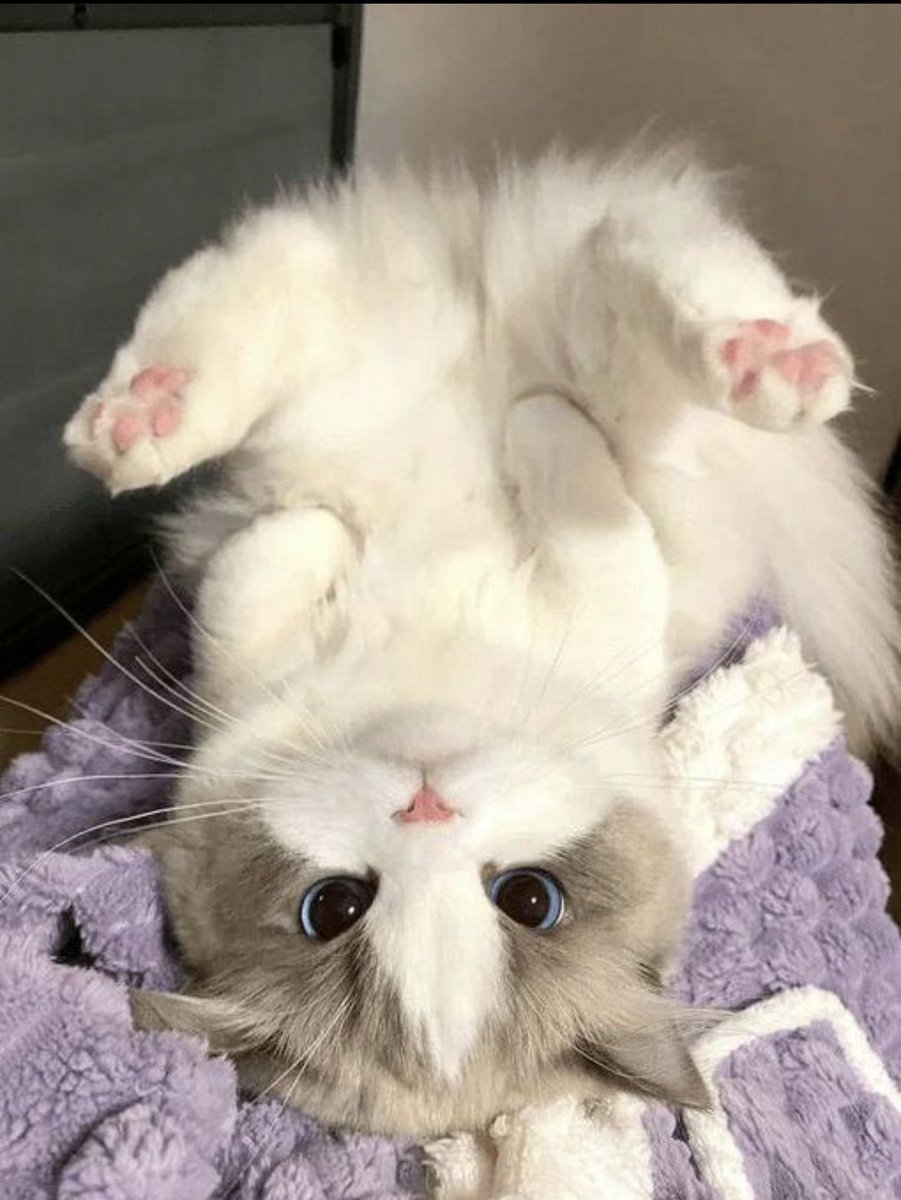 Cute Cats 🐱 (@cutecats_____) on Twitter photo 