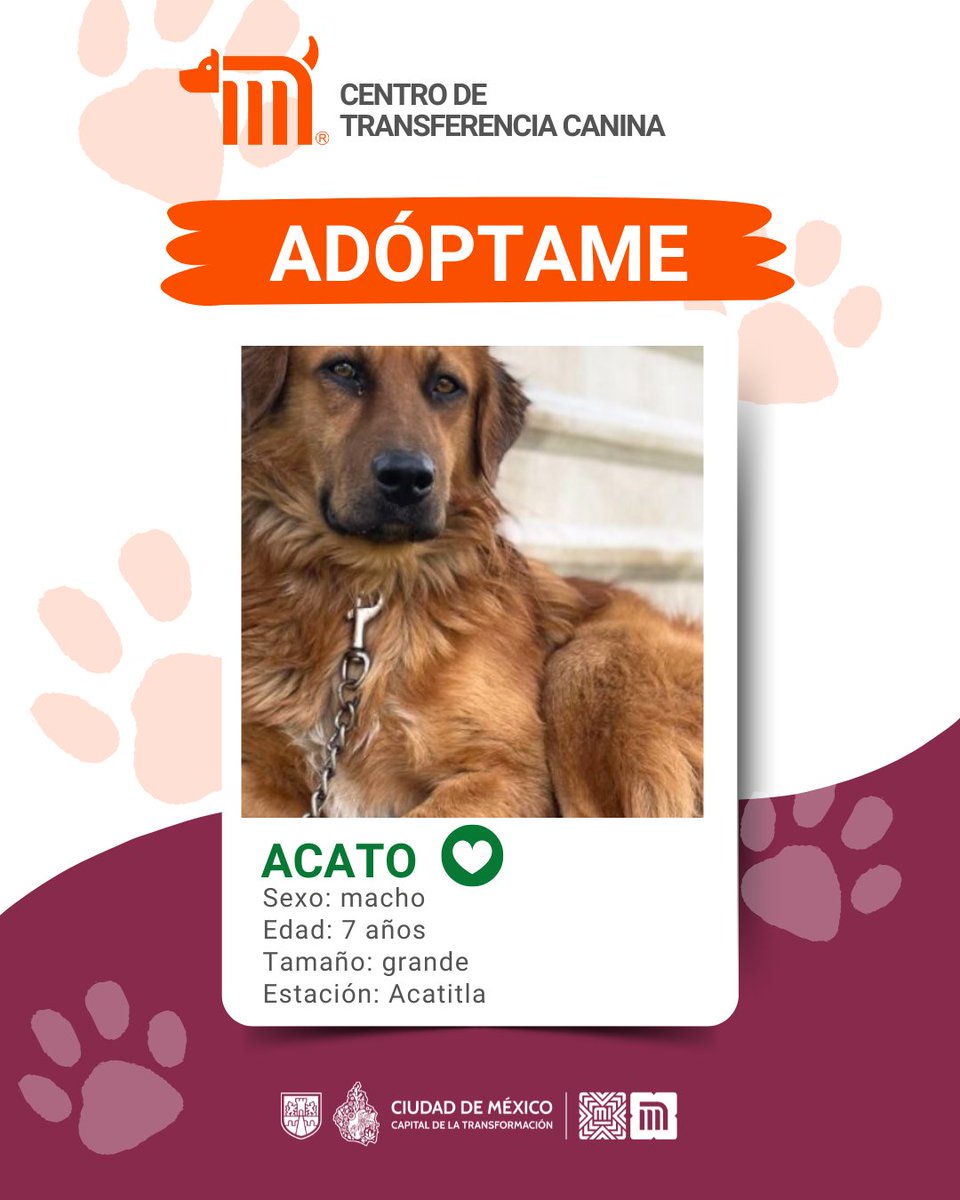 ¿Oye, ya conoces a Acato? 🐾

Un peludo macho, de tamaño grande del #CTCMetro; tiene 7 años, es amoroso y travieso. ¿Quieres adoptarlo y hacerlo muy feliz? consulta: bit.ly/41Z16Cd #AUnMetroDeSuHogar #AdoptaMetro 🐶🏡