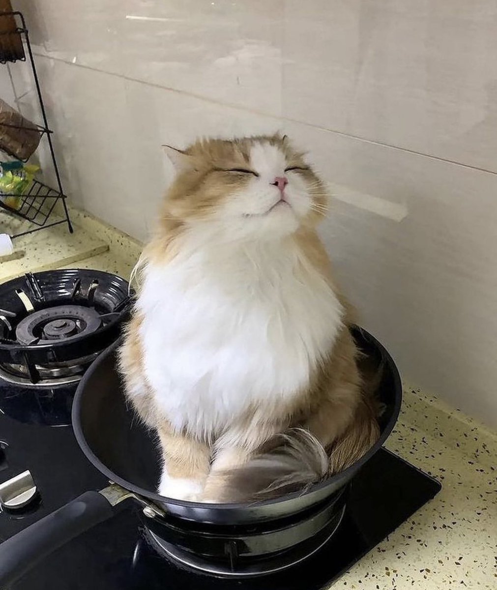 Cute Cats 🐱 (@cutecats_____) on Twitter photo 