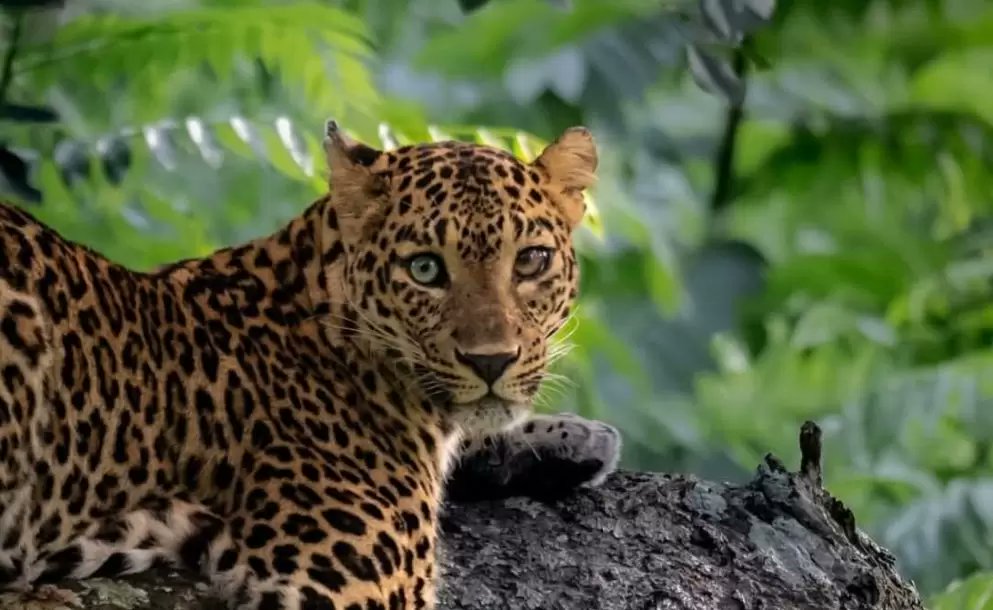 ¿Y tu qué me ves?

En la india fue capturada la imagen de este felino con ojos de color diferente, algo extremadamente raro, pero causado por una mutación genética llamada heterocromía, la cual provoca que el iris tenga dos colores distintos. 

¡La magia de la naturaleza!