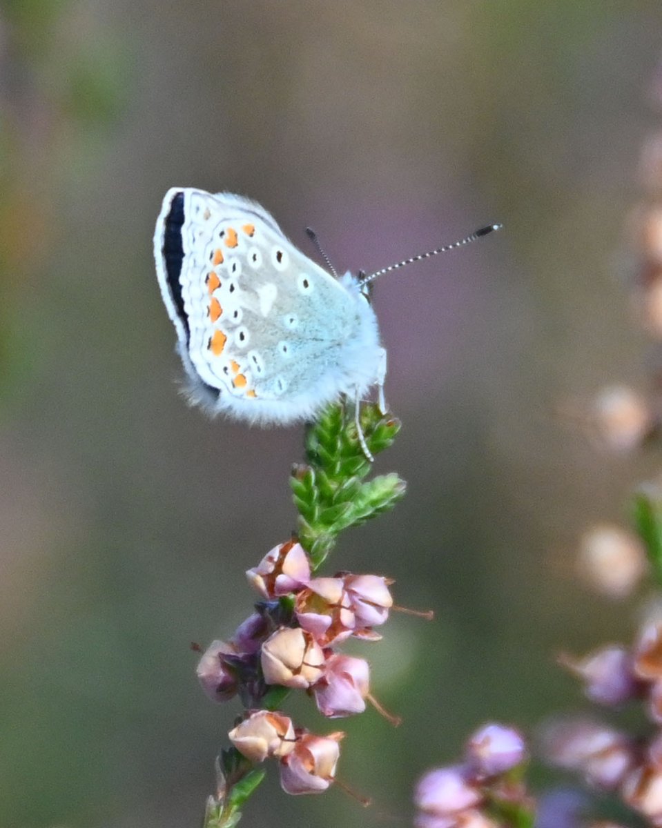 Spurtle284's tweet image. Auchtertyre Hill via Loch na Smeoraich. 8th September 2025 

kinleyhazel.wordpress.com/2025/09/08/auc…