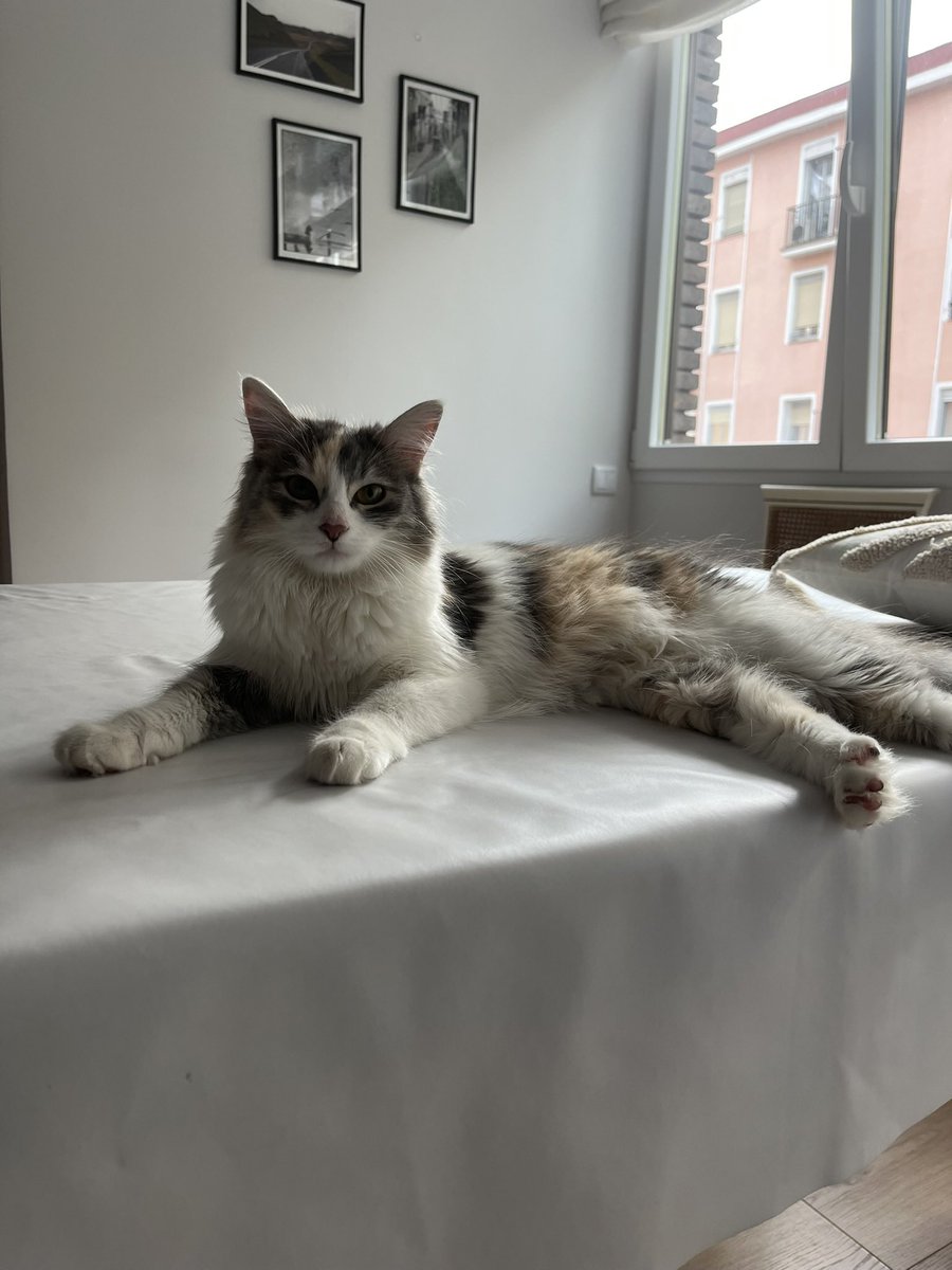 Beasanzs's tweet photo. @migatodinamita Ella es Rinoa la gata más intensa del mundo https://t.co/09fawkTLjU