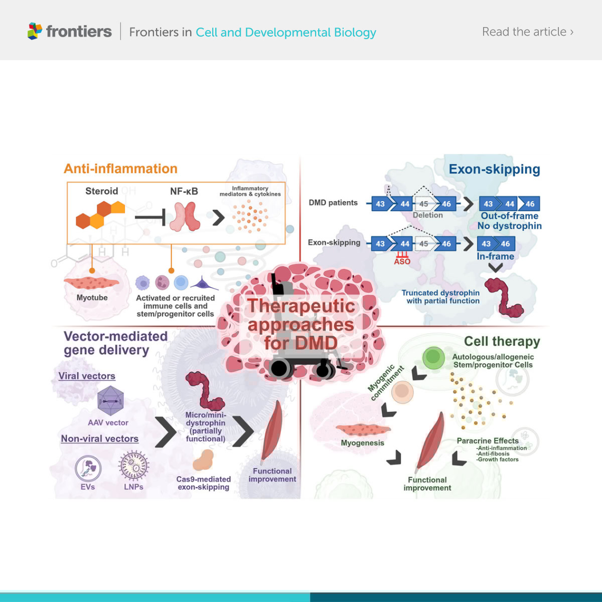 FrontCellDevBio's tweet image. 🚀 Stem Cell Research Article of the Month!
Interested in SC therapy for DMD? You can&apos;t miss this review: fro.ntiers.in/dmdscr
🎉 Congrats Drs. Aoki et al: 1,380+ views in 20 days!

#DMD #CellTherapy #StemCells #Frontiers #OpenAccess #Research