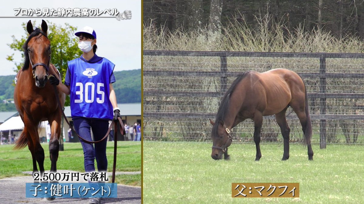 🎓 Did you know?

While Tracen Academy is inspired by professional racehorse training centers, there’s actually a real high school in Hokkaido where students live alongside Thoroughbreds, raising and caring for them as part of daily life.

Hokkaido Shizunai Agricultural High
