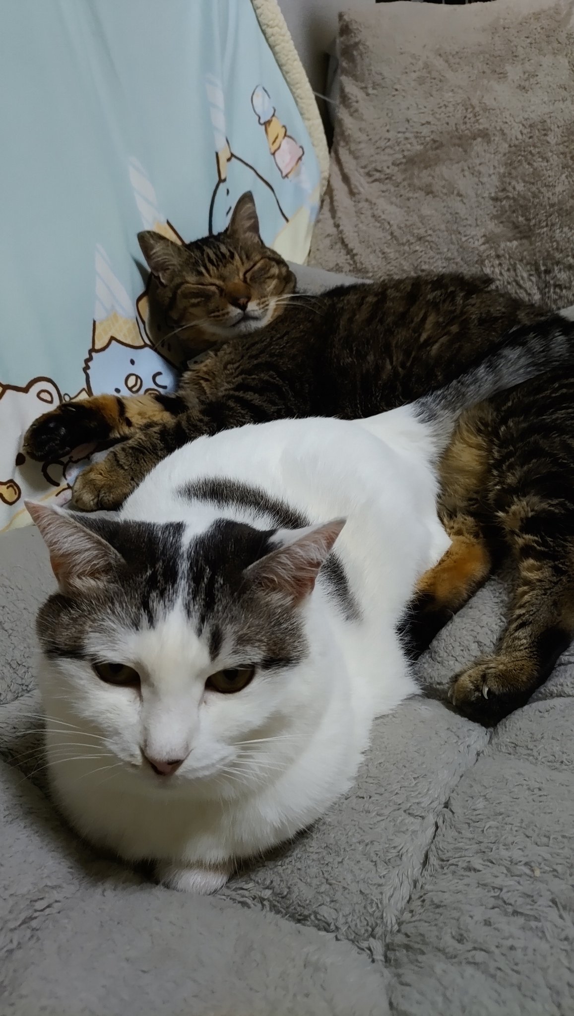 さびねこ (@reiko179) / X