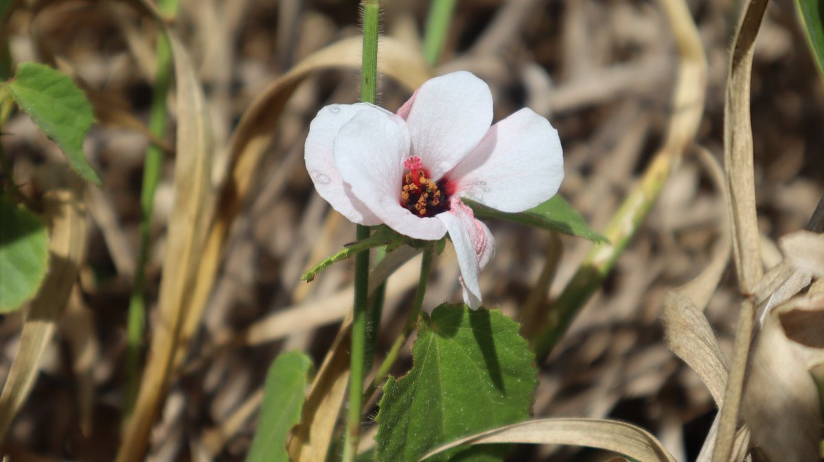 Fundación Moisés Bertoni tweet media