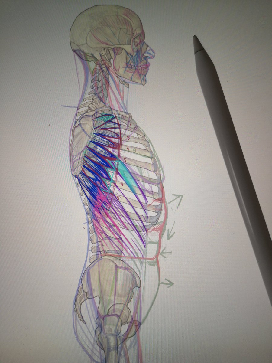BrunoBessadi's tweet photo. #anatomy #anatomystudy #anatomie https://t.co/EHrcobGuSk