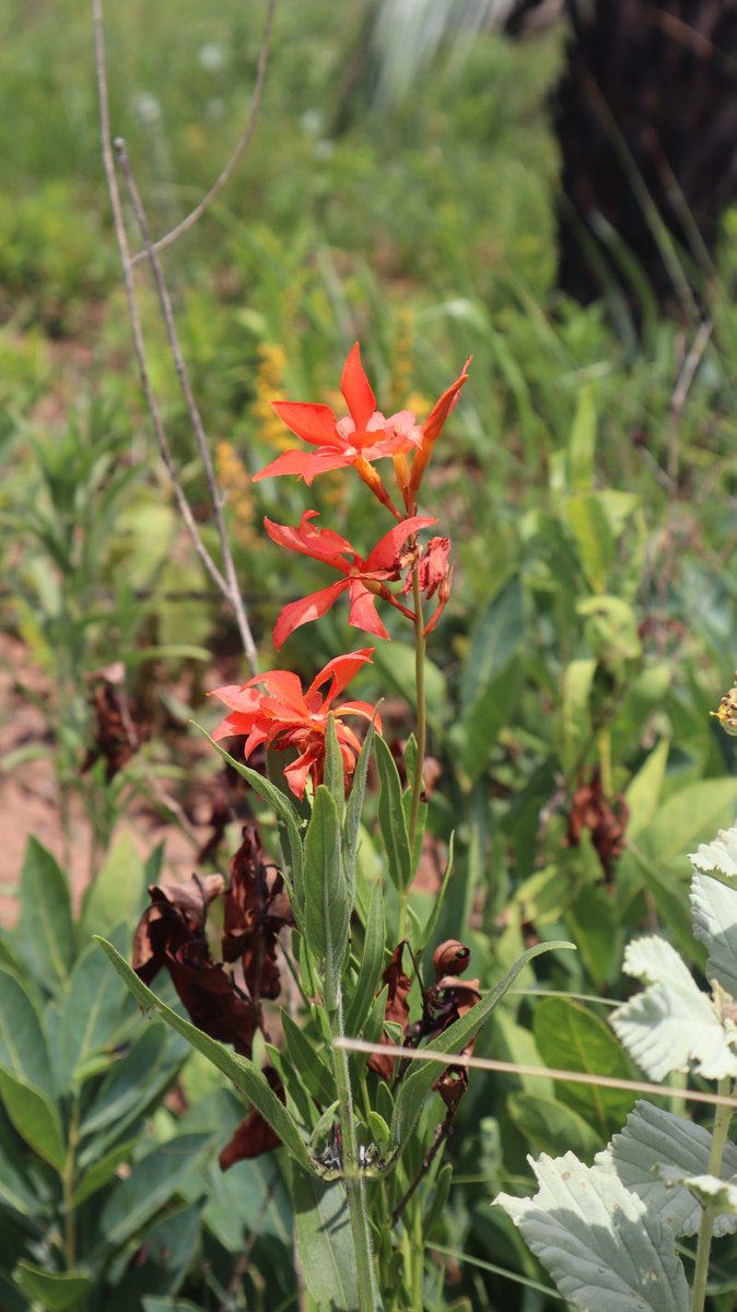 Fundación Moisés Bertoni tweet media