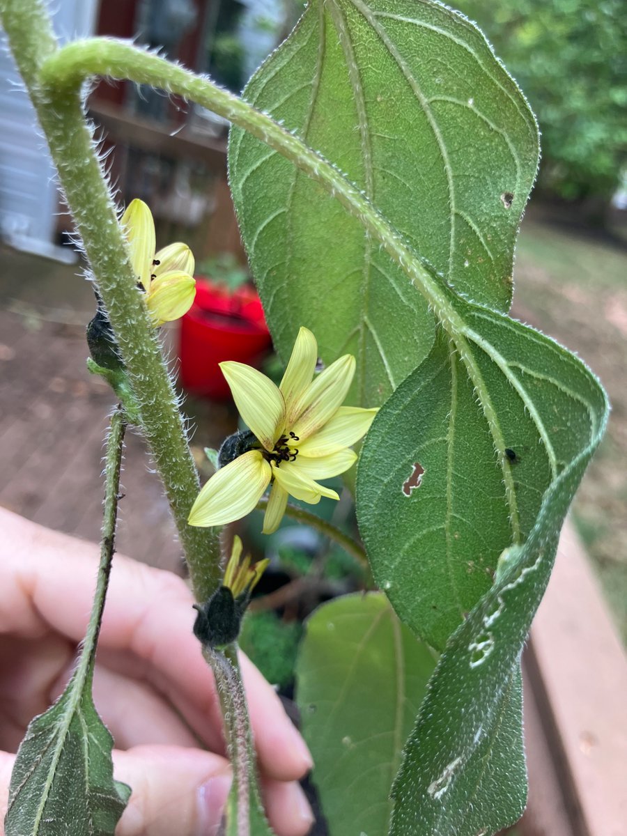 DavidHutter's tweet image. I found sunflowers blooming today, one month after the earlier batches of flowers collapsed due to a prolonged lack of rain. @lanceluther83 @TheFrizz87 @tylerjhaman @BloggerTubbs @mdnellie @OfficialMLBRFC @shegone03 @notgaetti