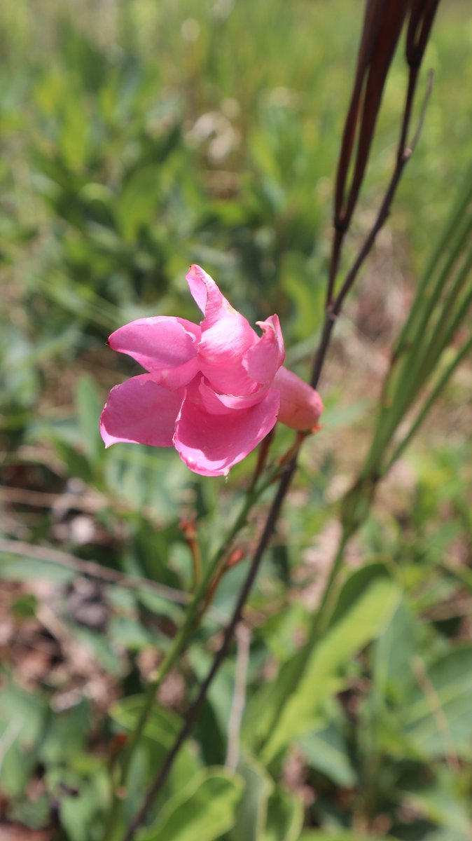 Fundación Moisés Bertoni tweet media