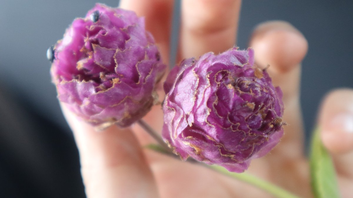 Fundación Moisés Bertoni tweet media