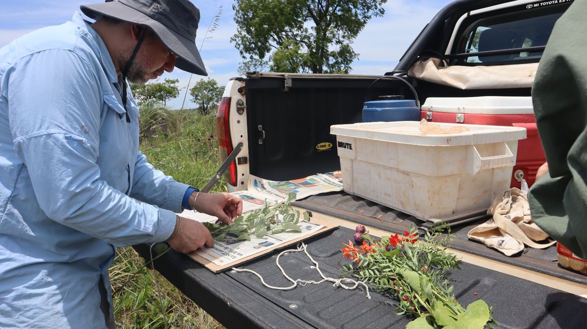 Fundación Moisés Bertoni tweet media