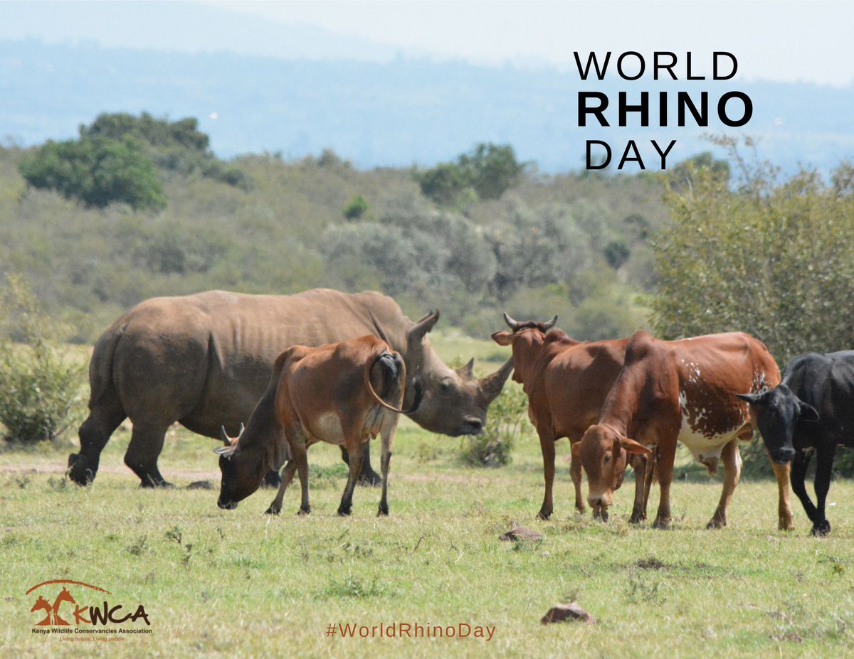 KWCAKenya's tweet photo. Did you know that rhino horns, which are made from keratin (the same material that makes up human hair and fingernails), grow continuously throughout their lives? #worldrhinoday2025 https://t.co/hkpkdB8Yi9