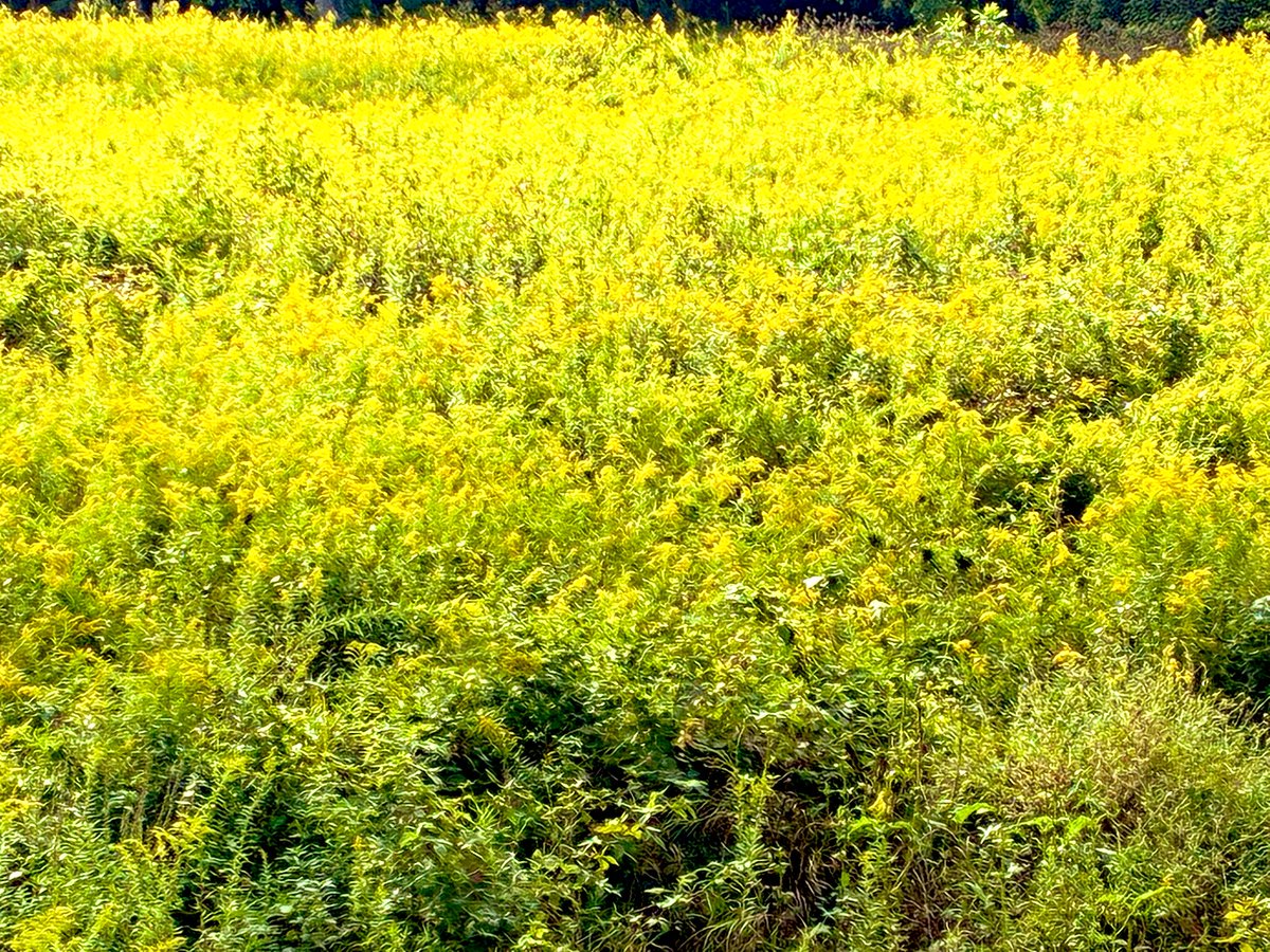 kevinfitz1's tweet image. Happy first day of fall. #hellofall #firstdayoffall #nature #weathershot #fall #photos