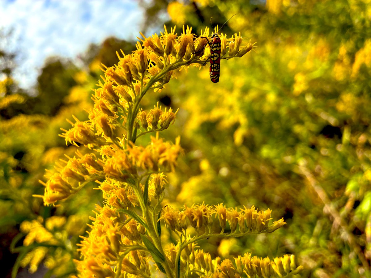 kevinfitz1's tweet image. Happy first day of fall. #hellofall #firstdayoffall #nature #weathershot #fall #photos