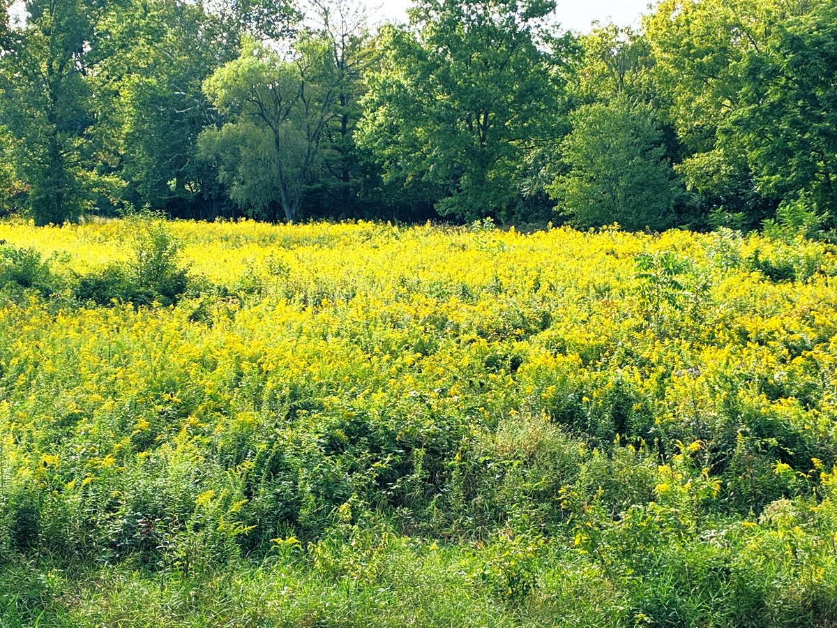 kevinfitz1's tweet image. Happy first day of fall. #hellofall #firstdayoffall #nature #weathershot #fall #photos