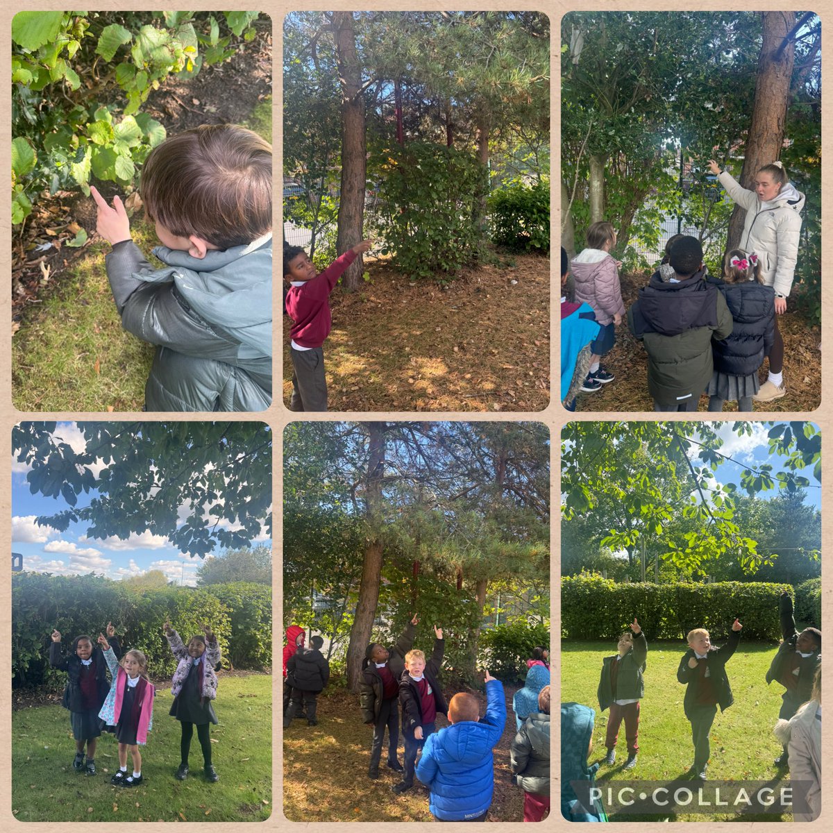Today in Science we have explored what plants are evergreen and what plants are deciduous! We then went on a learning walk to see if we could spot the different plants in our school environment!🌲🌳🍂🍁<a href="/MissEdgeMLP/">Miss Edge</a> <a href="/MissMyersMLP/">Miss Myers</a>