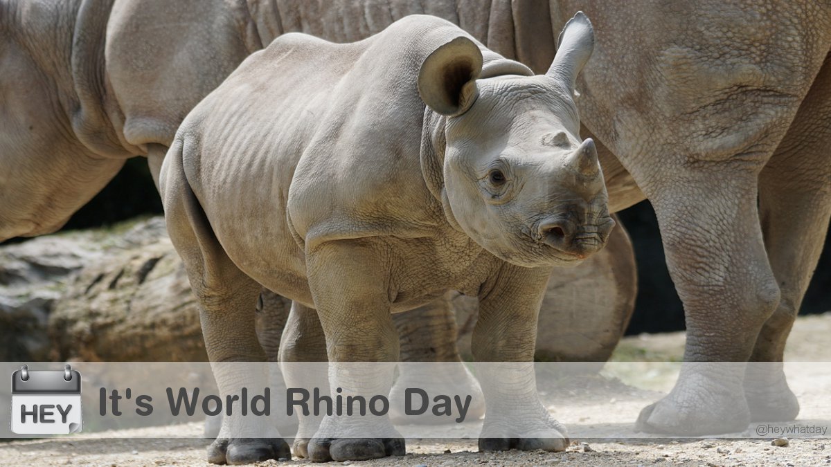 HeyWhatDay's tweet image. It&apos;s World Rhino Day! 
#WorldRhinoDay #Rhino #RhinoDay