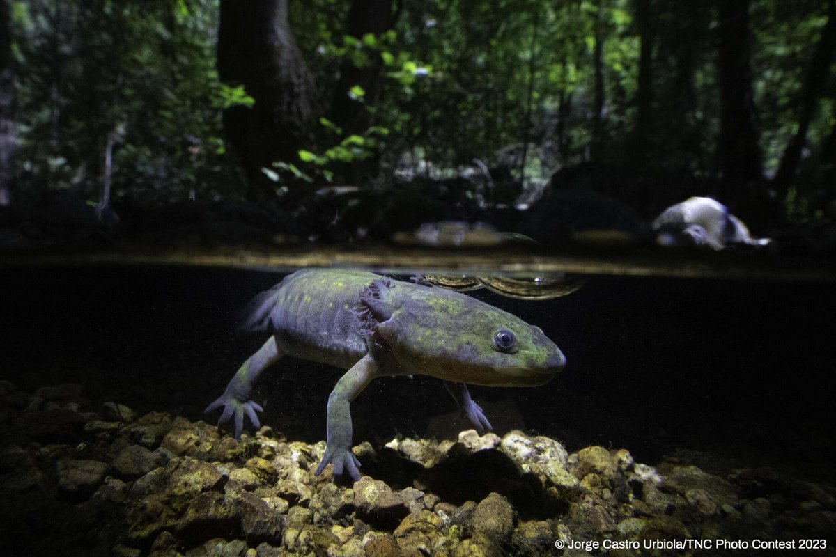 The Nature Conservancy tweet media