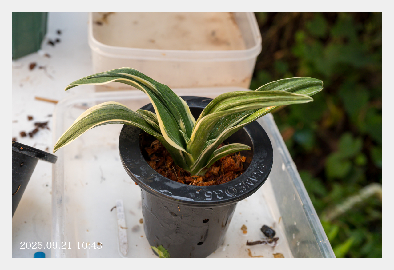 万年青「新生殿」 万年青 #新生殿