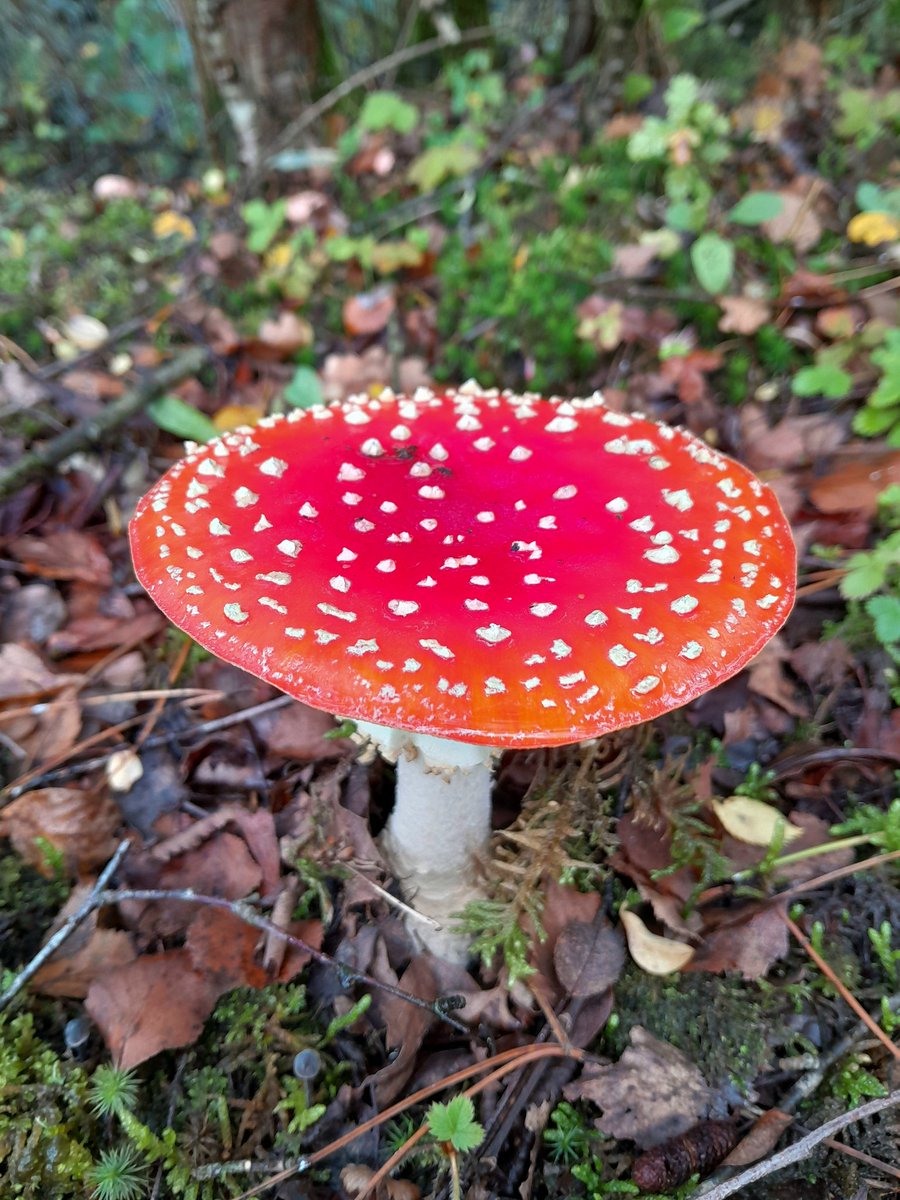 So it's officially toadstool season now in the UK, and I couldn't be happier... ❤️🍄🍁🍂
#fungi
#mushrooms 
#Autumn