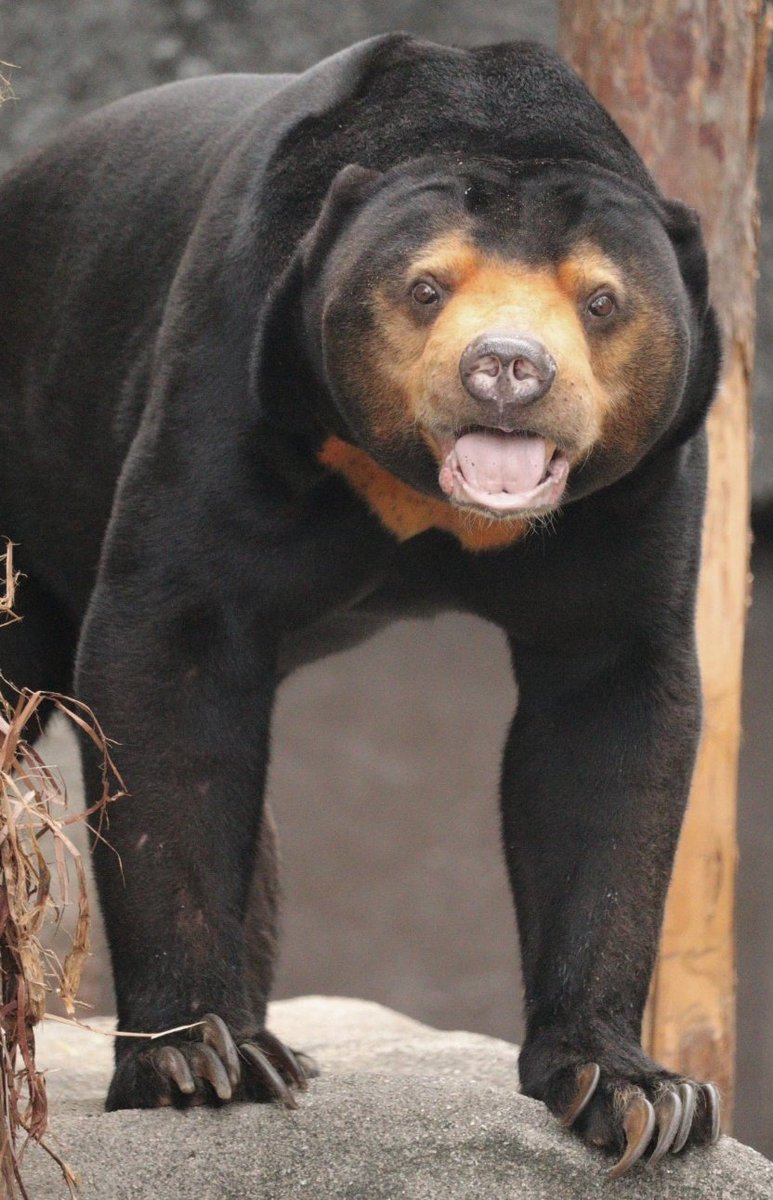 (  • ᴥ • )🧡
🧡2025.9.21🧡