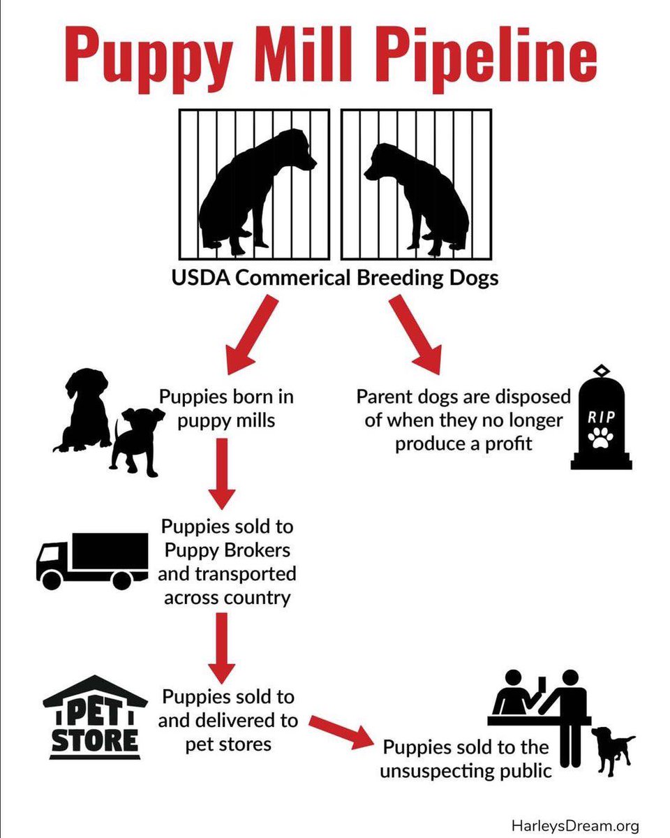 The inhumane Puppy Mill Pipeline supplies pet stores with puppies bred in misery. Many people don’t realize where those puppies come from but you can help change that. Share this post to educate others!

Learn more at: harleysdream.org
