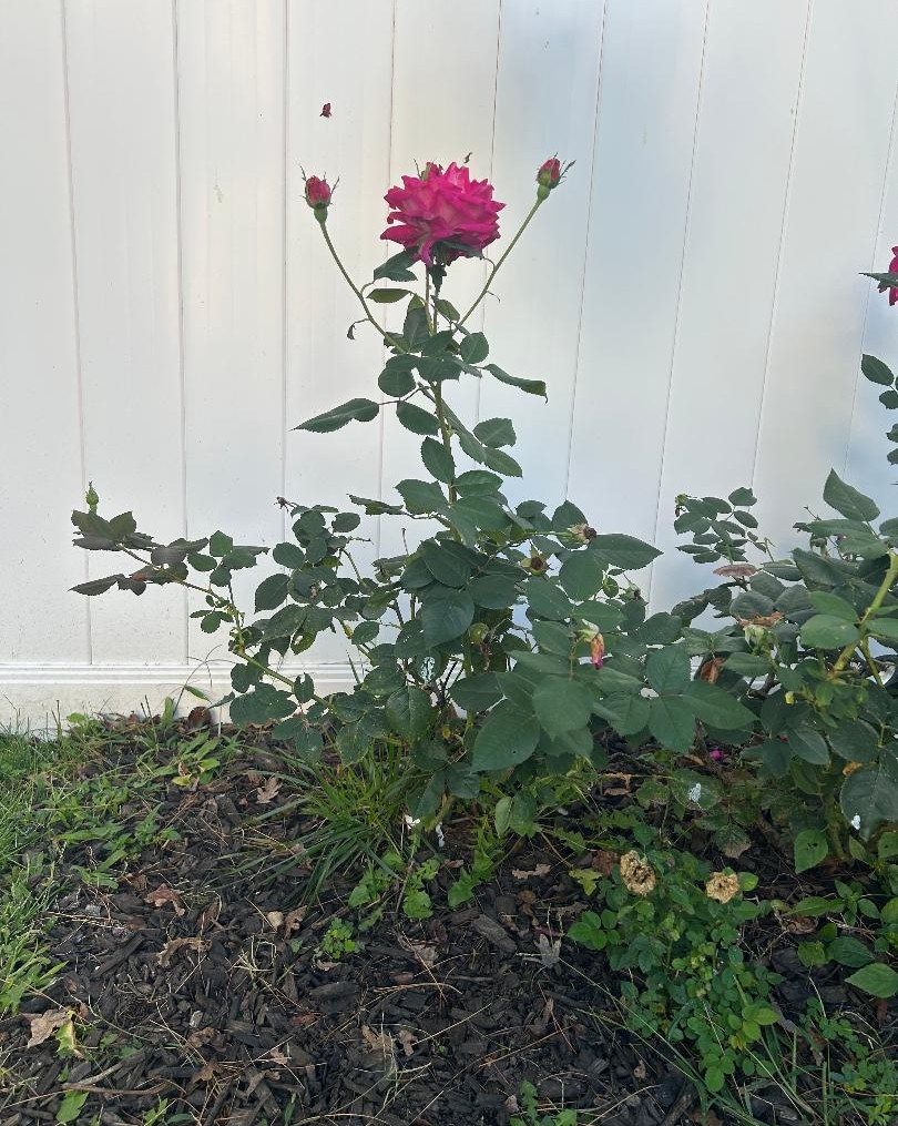 DangerPeak's tweet image. Apparently, I have the “Beauty and the Beast” rose growing in my backyard.
#backyardshenanigans