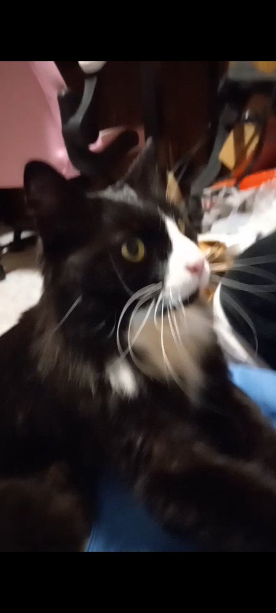 RaccAndCheese tweet media