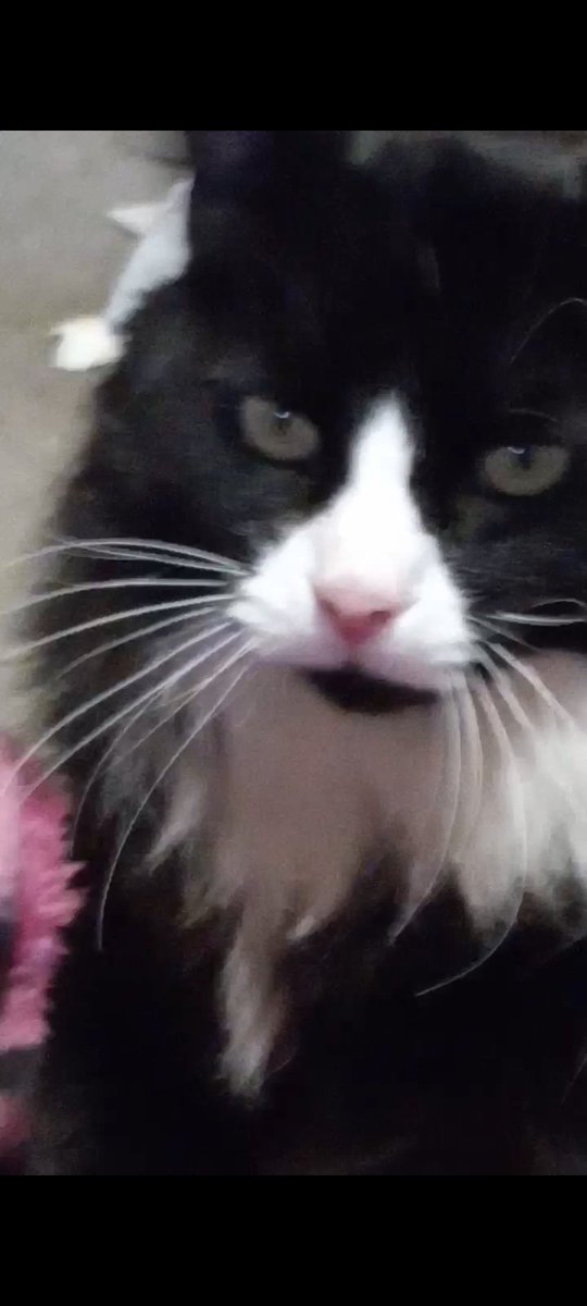 RaccAndCheese tweet media