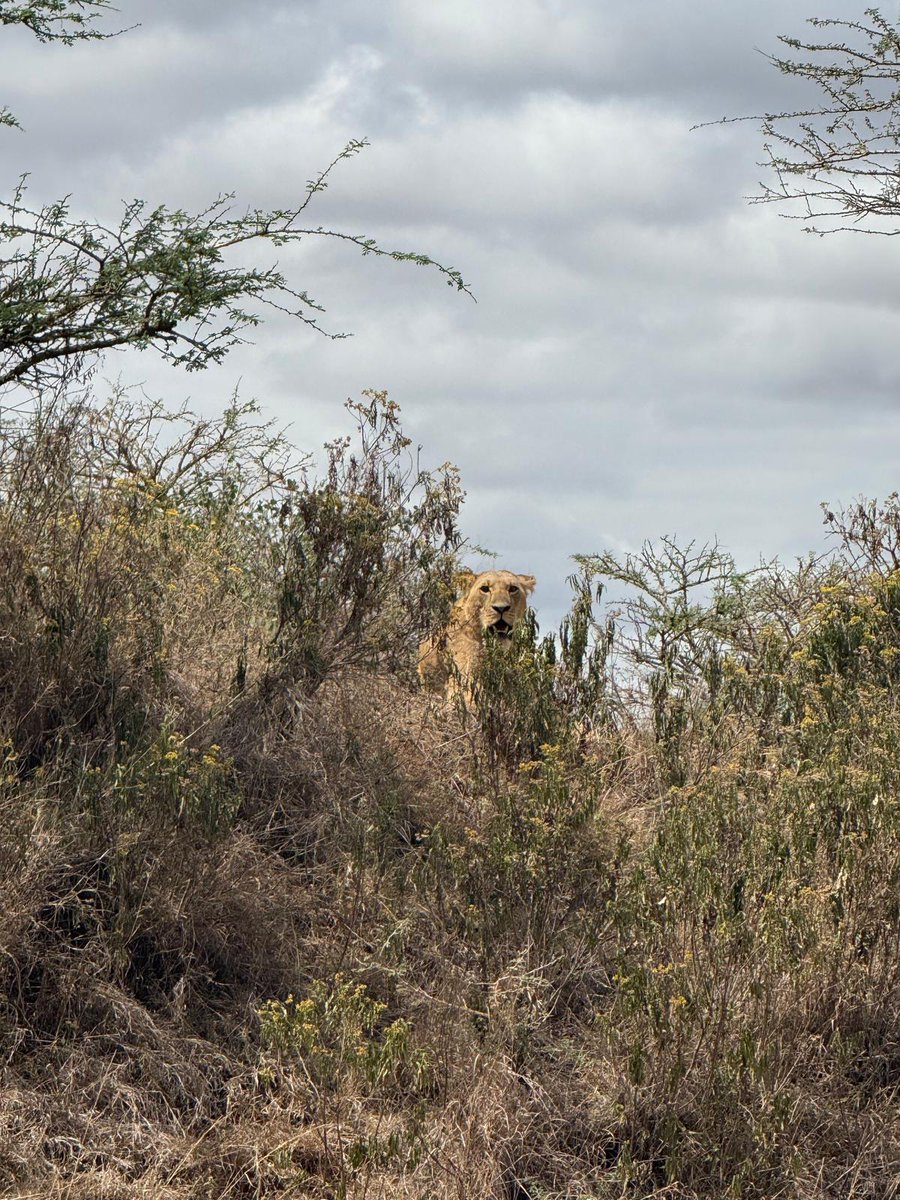 Texem_UK's tweet image. 📸 From the breathtaking landscapes of Nairobi National Park...

From the resilience of wildlife to the vastness of the savannah, Kenya offers lessons every leader can carry into boardrooms and beyond.

#TEXEMUK #ExecutiveDevelopment #Leadership #Transformation #GlobalImpact