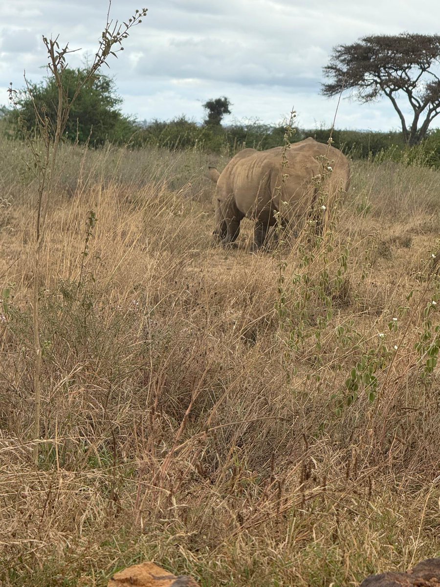 Texem_UK's tweet image. 📸 From the breathtaking landscapes of Nairobi National Park...

From the resilience of wildlife to the vastness of the savannah, Kenya offers lessons every leader can carry into boardrooms and beyond.

#TEXEMUK #ExecutiveDevelopment #Leadership #Transformation #GlobalImpact