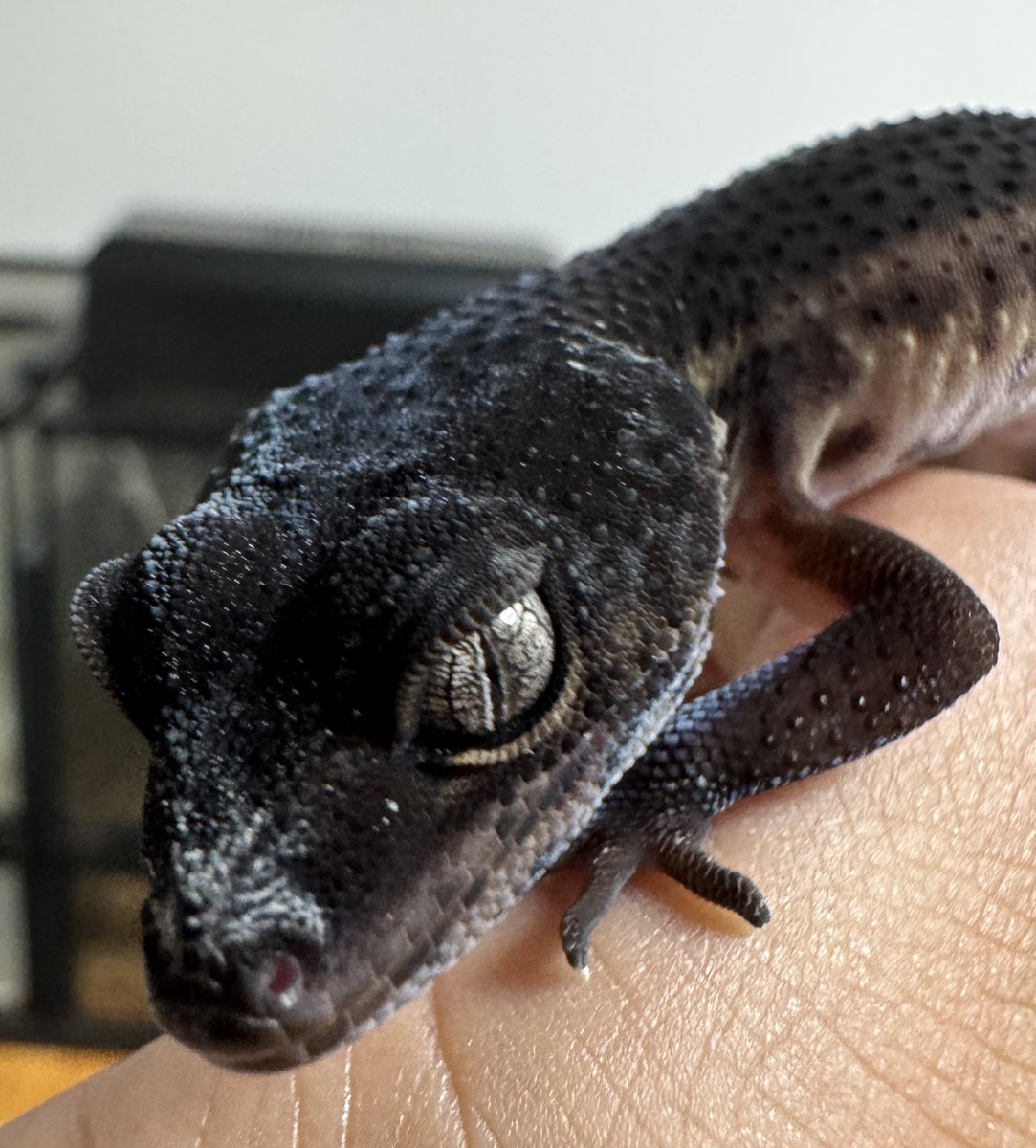 Rep_Chan_'s tweet image. レオパもいいな〜