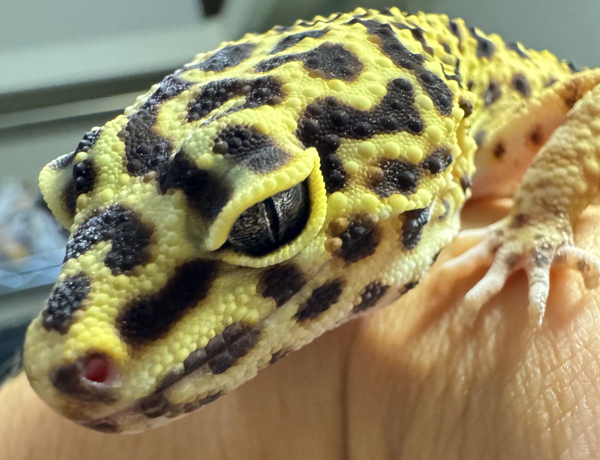 Rep_Chan_'s tweet image. レオパもいいな〜