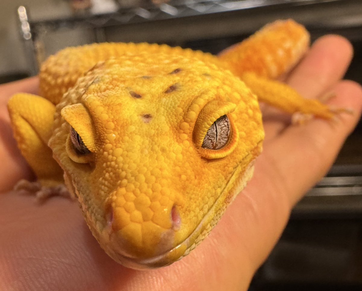 Rep_Chan_'s tweet image. レオパもいいな〜