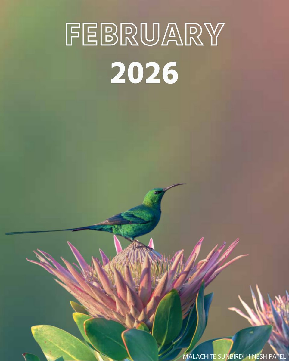 BirdLife South Africa 🇿🇦 tweet media