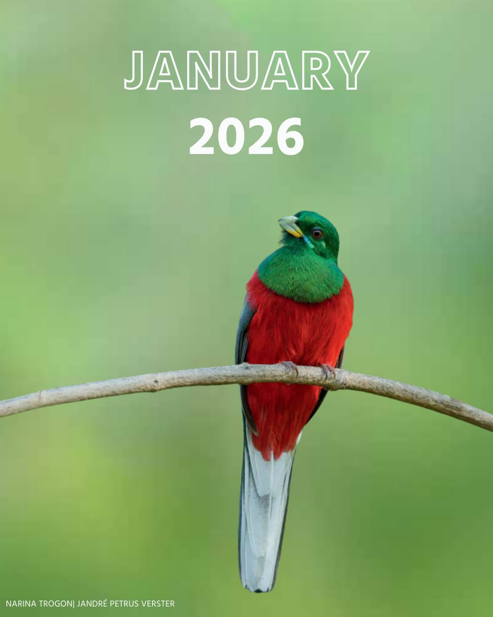 BirdLife South Africa 🇿🇦 tweet media