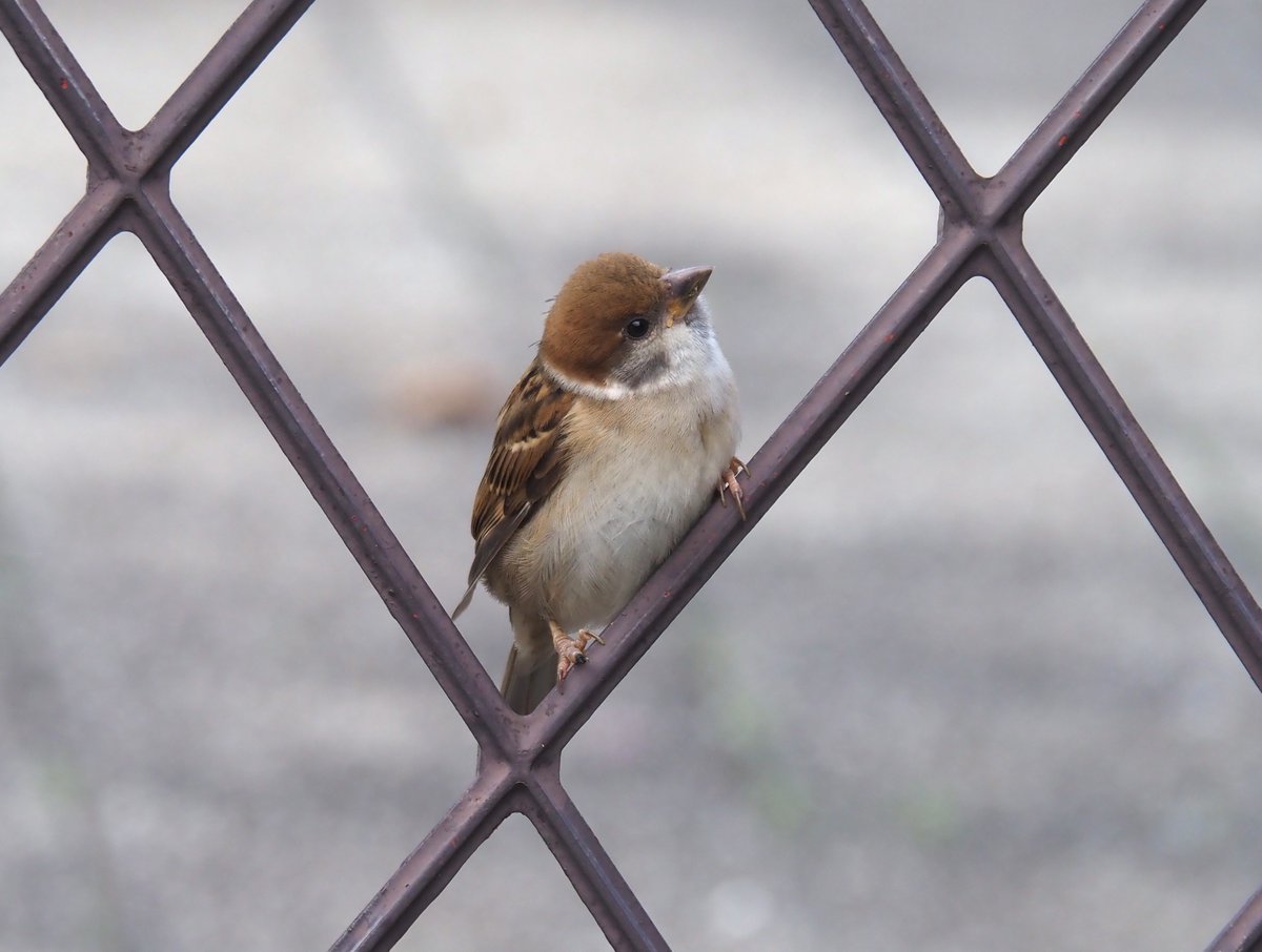 ちゅんちゅん ちゅんちゅん (@chunchu0803) / X
