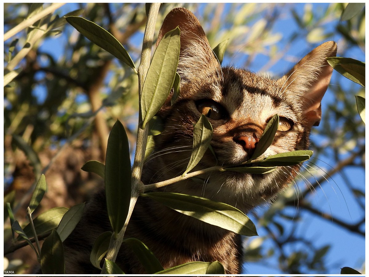 Yama_VP's tweet photo. •Scazzotto Portrait 

#Yama山 
#Scazzotto #Eyes #Cats #Cat #pizzikifamily #Arboreal #Portrait 
#Olive #Animals #MurgianCats 
#Photography https://t.co/6QYojL4jam