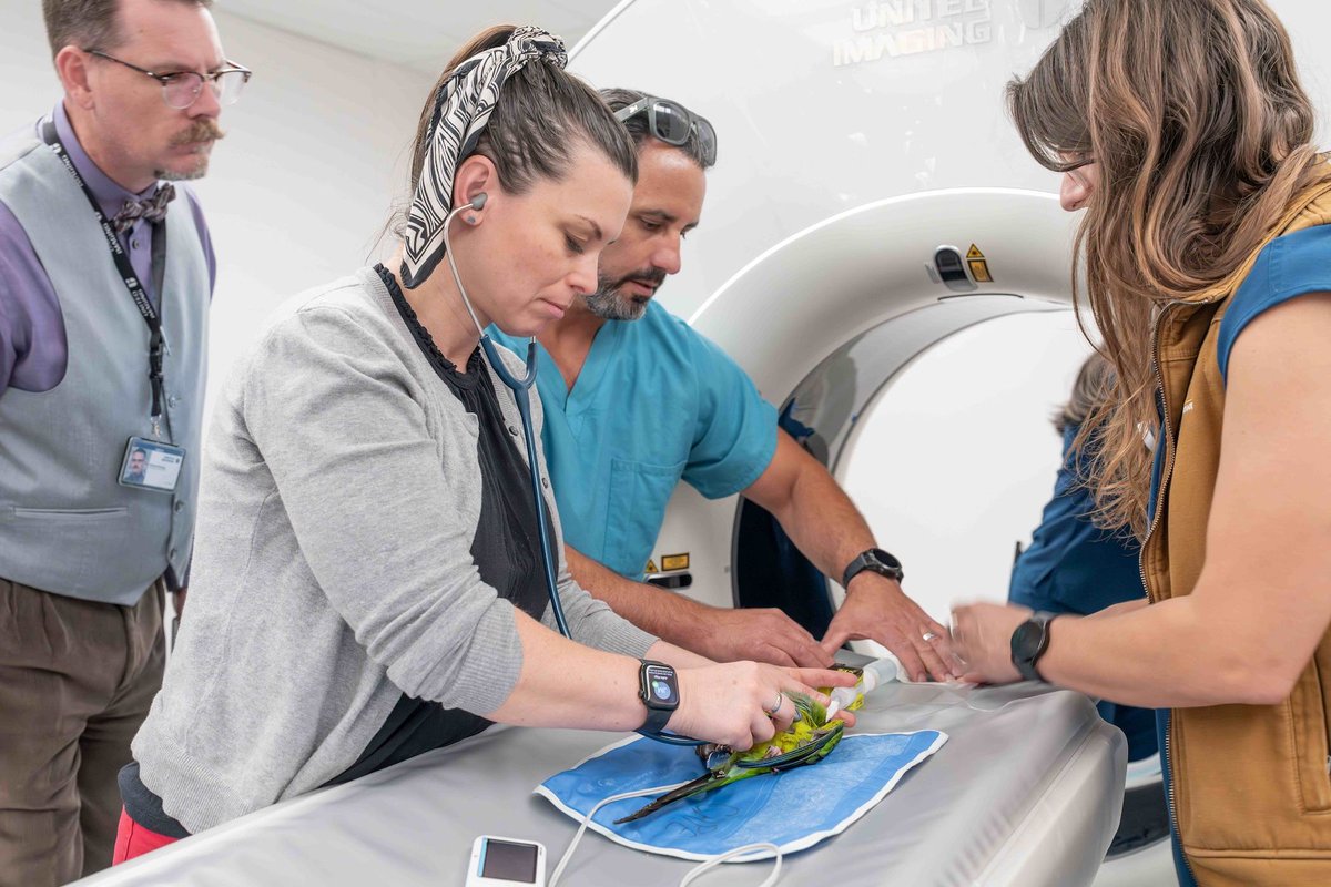 dvm360's tweet image. A facility for advanced diagnostic imaging serving all species is now open for business and training radiologists at UC Davis.

Read more: hubs.li/Q03Kj4930

@ucdavisvetmed #veterinaryeducation #veterinaryradiology