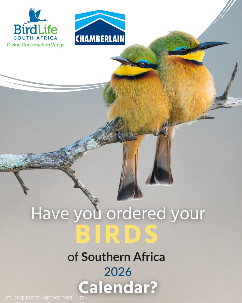 BirdLife South Africa 🇿🇦 tweet media