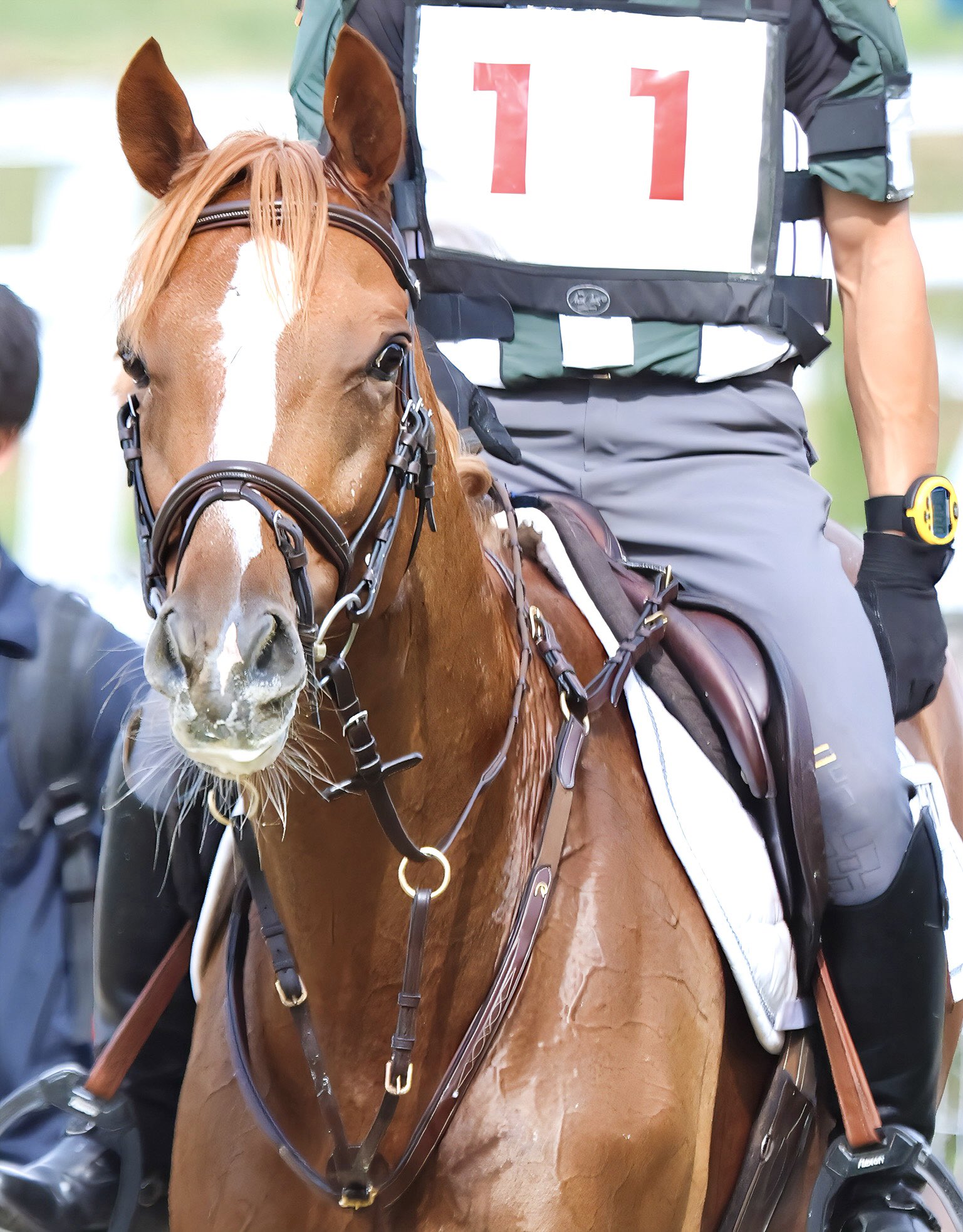 サンタの競馬　ゴールドシップ　デュラメンテ サンタの競馬 ゴールドシップ デュラメンテ ゴールドシップ産