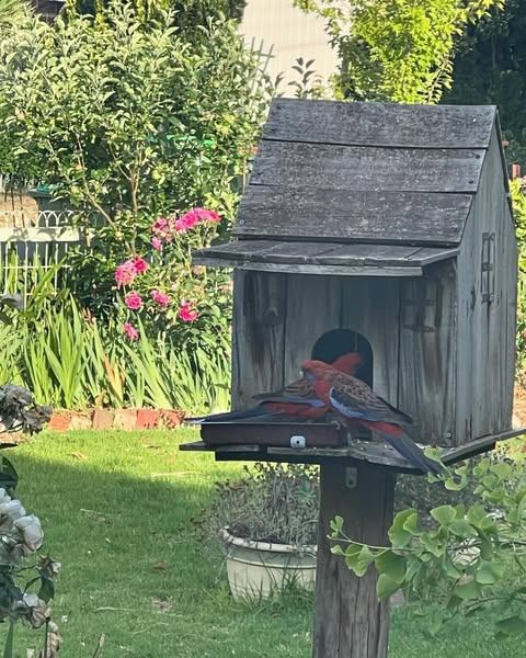 shyan613's tweet photo. A little feathered friend with a big colorful soul...📷 https://t.co/G7t80j54UO