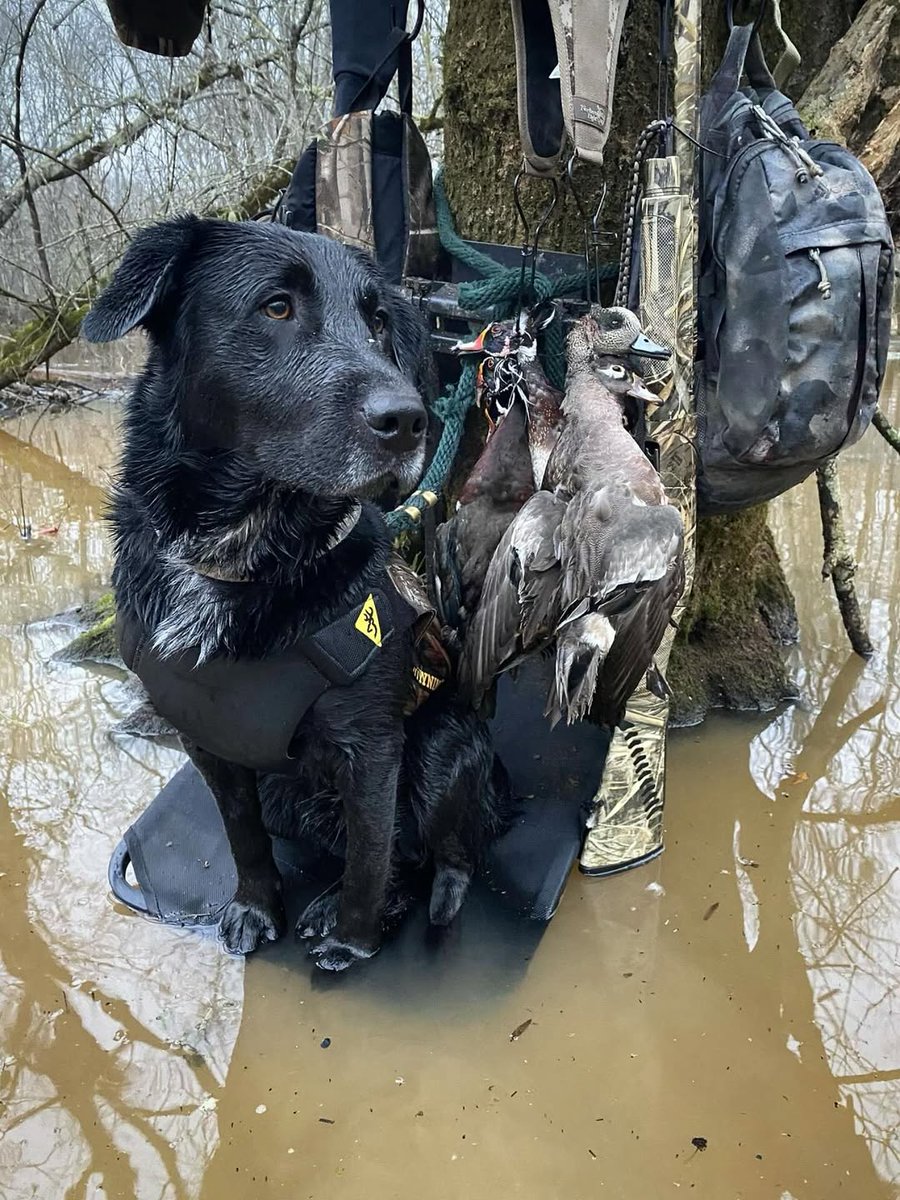 A good dog makes the hunt and Browning ammo makes the shot. It’s hard to beat mornings like this.

#BrowningAmmo #TheBestThereIs #WaterfowlHunting

📷 Woodro Outdoors